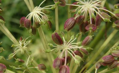 Angelica dahurica var. formosana 野當歸