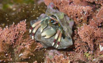 Calcinus latens (Randall, 1840) 隱伏硬殼寄居蟹