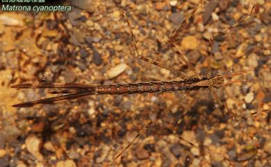 Matrona cyanoptera Hämäläinen & Yeh, 2000 白痣珈蟌