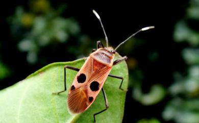 Physopelta parviceps Blöte, 1931 東亞斑紅蝽