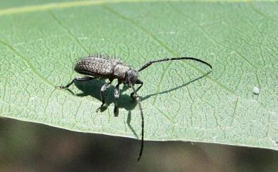 Exocentrus immaculatus Gressitt, 1951 欠紋瑣天牛