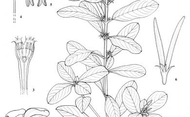 Catharanthus roseus (L.) G. Don 長春花