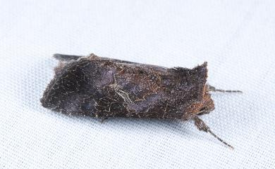 Thysanoplusia reticulata (Moore, 1882) 網紋金翅夜蛾