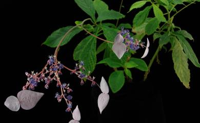 Hydrangea densifolia (C.F.Wei) Y.De Smet & Granados 臺灣草紫陽花