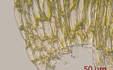 Vesicularia reticulata (Dozy & Molk.) Broth., 1908 長尖明葉苔