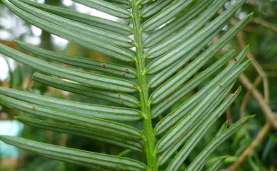 Cephalotaxus wilsoniana Hayata 臺灣粗榧