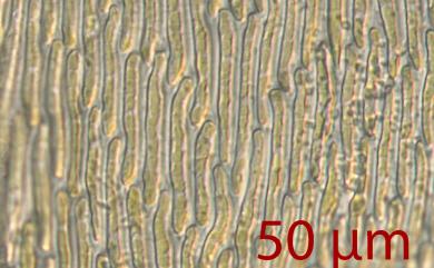 Isothecium subdiversiforme Broth. 異貓尾苔