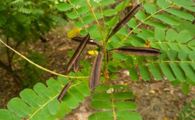 Senna alata (L.) Roxb. 翼柄決明