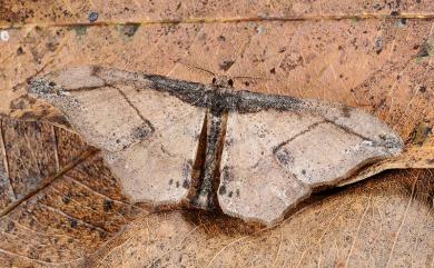 Hyposidra infixaria (Walker, 1860) 黃鉤尺蛾