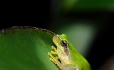 Hyla chinensis Guenther, 1858 中國樹蟾