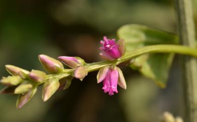 Digera muricata (L.) Mart. 瘤果莧