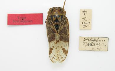 Platypleura takasagona Matsumura, 1917 小蟪蛄