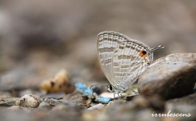 Jamides celeno lydanus (Fruhstorfer, 1910) 白雅波灰蝶