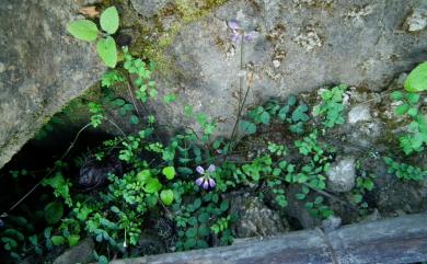 Astragalus nokoensis 能高大山紫雲英