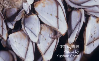Lepas anatifera Linnaeus, 1758 茗荷