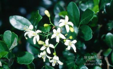 Murraya paniculata 千里香