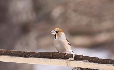 Coccothraustes coccothraustes japonicus (Temminck & Schlegel, 1848) 臘嘴雀