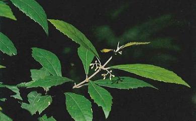Callicarpa remotiflora 疏花紫珠