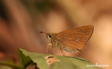 Polytremis lubricans kuyaniana 黃紋孔弄蝶