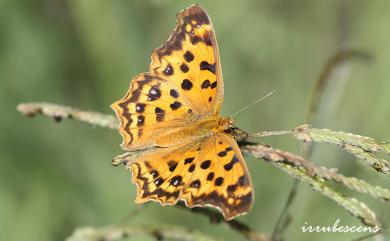 Polygonia c-aureum lunulata Esaki & Nakahara, 1923 黃鉤蛺蝶