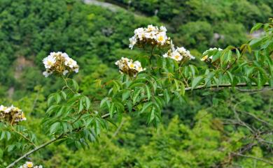 Rosa sambucina Koidz. 山薔薇