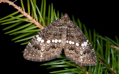 Trichoplites albimaculosa Inoue, 1978 珠脊尺蛾