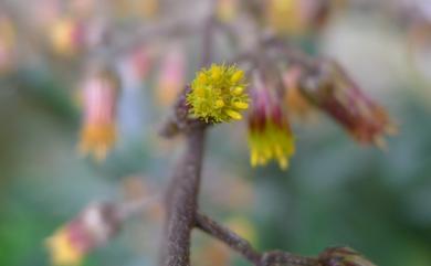 Blumea lanceolaria 走馬胎