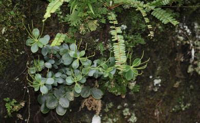 Peperomia leptostachya Hook.& Arn. 紅莖椒草