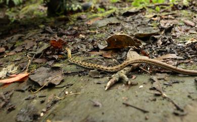 Orthriophis taeniurus friesi (Werner, 1927) 臺灣黑眉錦蛇