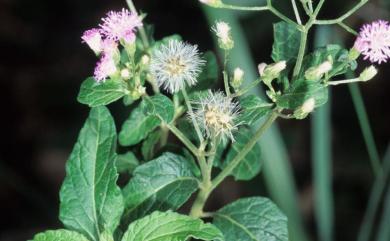 Vernonia cinerea var. cinerea 一枝香