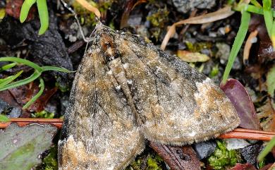 Dysstroma fumata (Bastelberger, 1911)