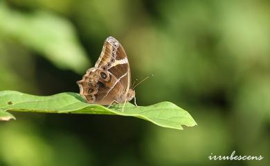 Lethe europa pavida Fruhstorfer, 1908 長紋黛眼蝶