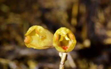 Gastrodia gracilis Blume 細赤箭