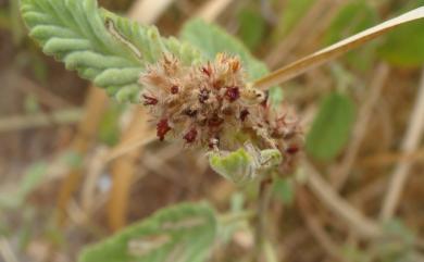 Waltheria americana L. 草梧桐