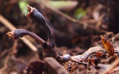 Gastrodia uraiensis T.C.Hsu & C.M.Kuo 烏來赤箭