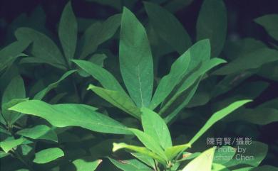 Endiandra coriacea Merr. 三蕊楠