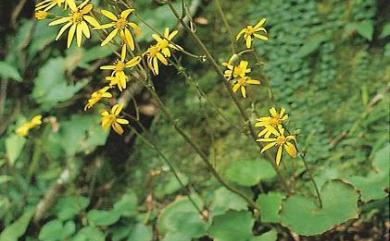 Farfugium japonicum var. formosanum 臺灣山菊