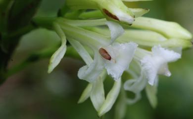 Corymborkis veratrifolia 管花蘭