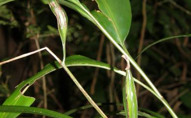 Cymbidium kanran 寒蘭