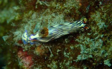 Hypselodoris zephyra Gosliner & Johnson, 1999 西風多彩海牛