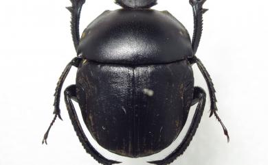 Paragymnopleurus sinuatus Olivier, 1789 翹側裸蜣螂