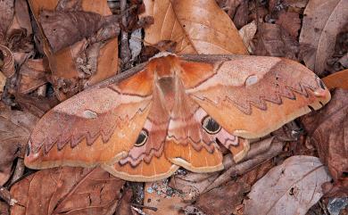 Rinaca japonica arisana 雙黑目天蠶蛾