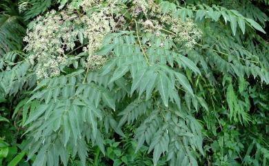 Aralia bipinnata Blanco 裏白楤木