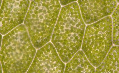Haplomitrium mnioides (Lindb.) R.M.Schust. 燭臺蘚