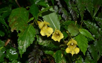 Impatiens tayemonii Hayata 黃花鳳仙花