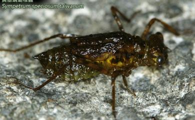 Sympetrum speciosum taiwanum Asahina, 1951 黃基蜻蜓