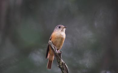 Muscicapa ferruginea (Hodgson, 1845) 紅尾鶲