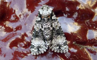 Harmandicrania harmandi (Poujade, 1898) 黑點首夜蛾