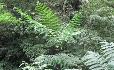 Pteris wallichiana C.Agardh 瓦氏鳳尾蕨