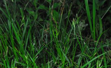 Carex taiwanensis 臺灣疏花薹